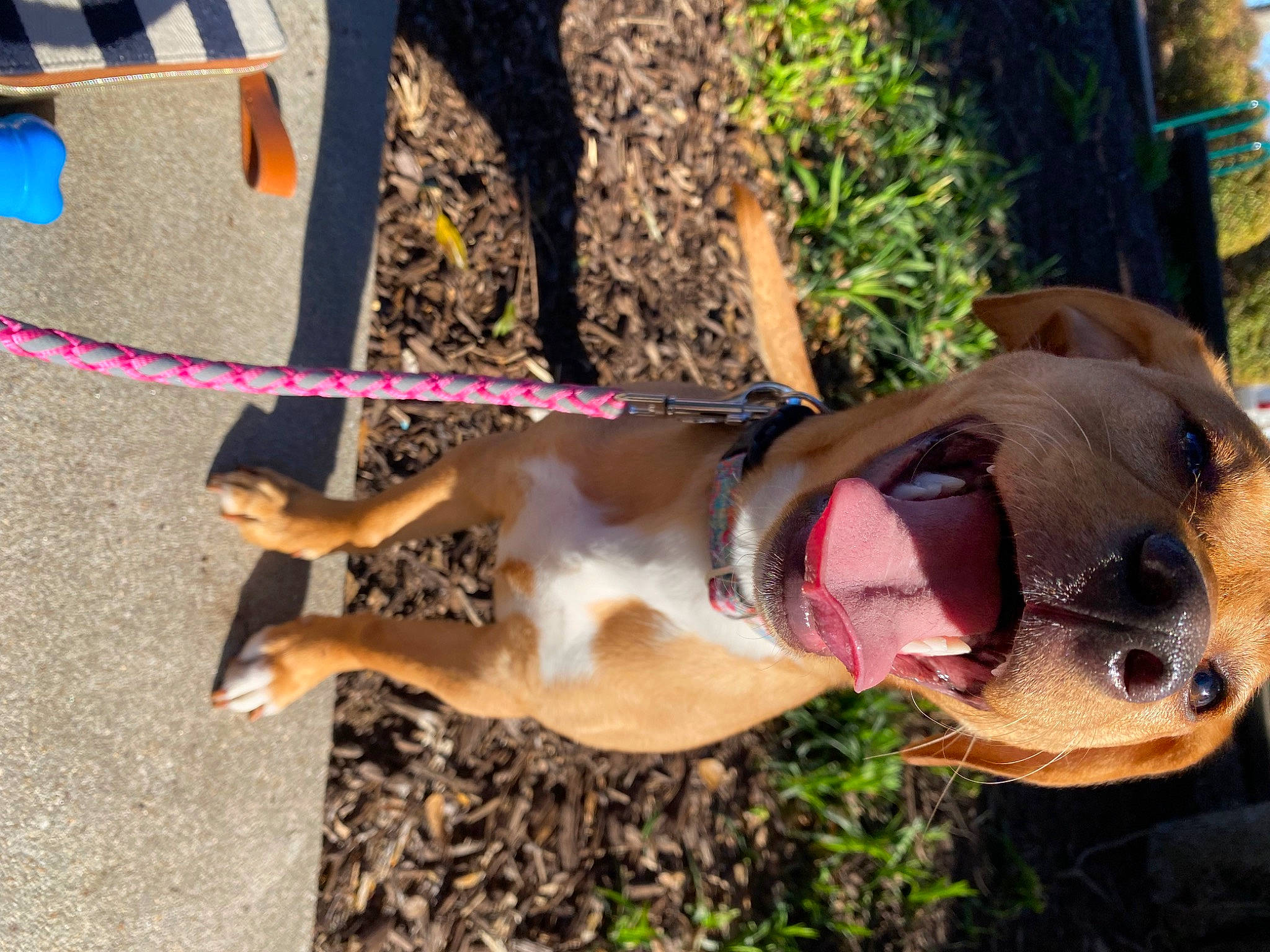 Barnacle joined the competition — help win amazing prizes! carnivore, collar, companion_dog, dog, dog_breed, dog_collar, dog_supply, eyewear, fawn, glasses, leash, liver, mammal, pet_supply, plant, snout, sporting_group, sunglasses, tree, whiskers