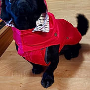 Bella a rejoint le concours — aidez-le/la à gagner de superbes lots ! carnivore, collar, companion_dog, dog, dog_breed, dog_clothes, dog_collar, dog_supply, flooring, fur, leash, liver, magenta, personal_protective_equipment, pet_supply, pink, snout, sporting_group, tail, working_animal