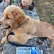 Aston participe au concours pour gagner de l'argent avec cette photo : dog, puppy, golden_retriever, leash, collar, stone_ledge, outdoor, person, legs, shoes, bag, grass, dry_leaves, side_view, close_up, pet, resting, nature, daylight, water_bottle