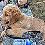 dog, puppy, golden_retriever, leash, collar, stone_ledge, outdoor, person, legs, shoes, bag, grass, dry_leaves, side_view, close_up, pet, resting, nature, daylight, water_bottle
