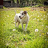 Octave participe au concours pour gagner de l'argent avec cette photo : dog, jack_russell_terrier, grass, dandelions, meadow, spring, outdoor, nature, animal, pet, canine, sunlight, greenery, flora, playful, happy, walking, field, daylight, farm
