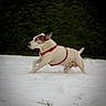 Octave participe au concours pour gagner de l'argent avec cette photo : dog, snow, running, outdoor, animal, pet, red_harness, white_snow, green_hedge, playful, winter, canine, active, nature, fur, side_view, motion, daylight, mammal, leisure