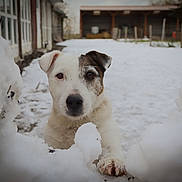 Octave a rejoint le concours — aidez-le/la à gagner de superbes lots ! dog, snow, outdoor, animal, pet, curious, winter, paw, white, brown, face, ears, fur, backyard, building, fence, cold, nature, playful, canine