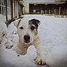 dog, snow, outdoor, animal, pet, curious, winter, paw, white, brown, face, ears, fur, backyard, building, fence, cold, nature, playful, canine
