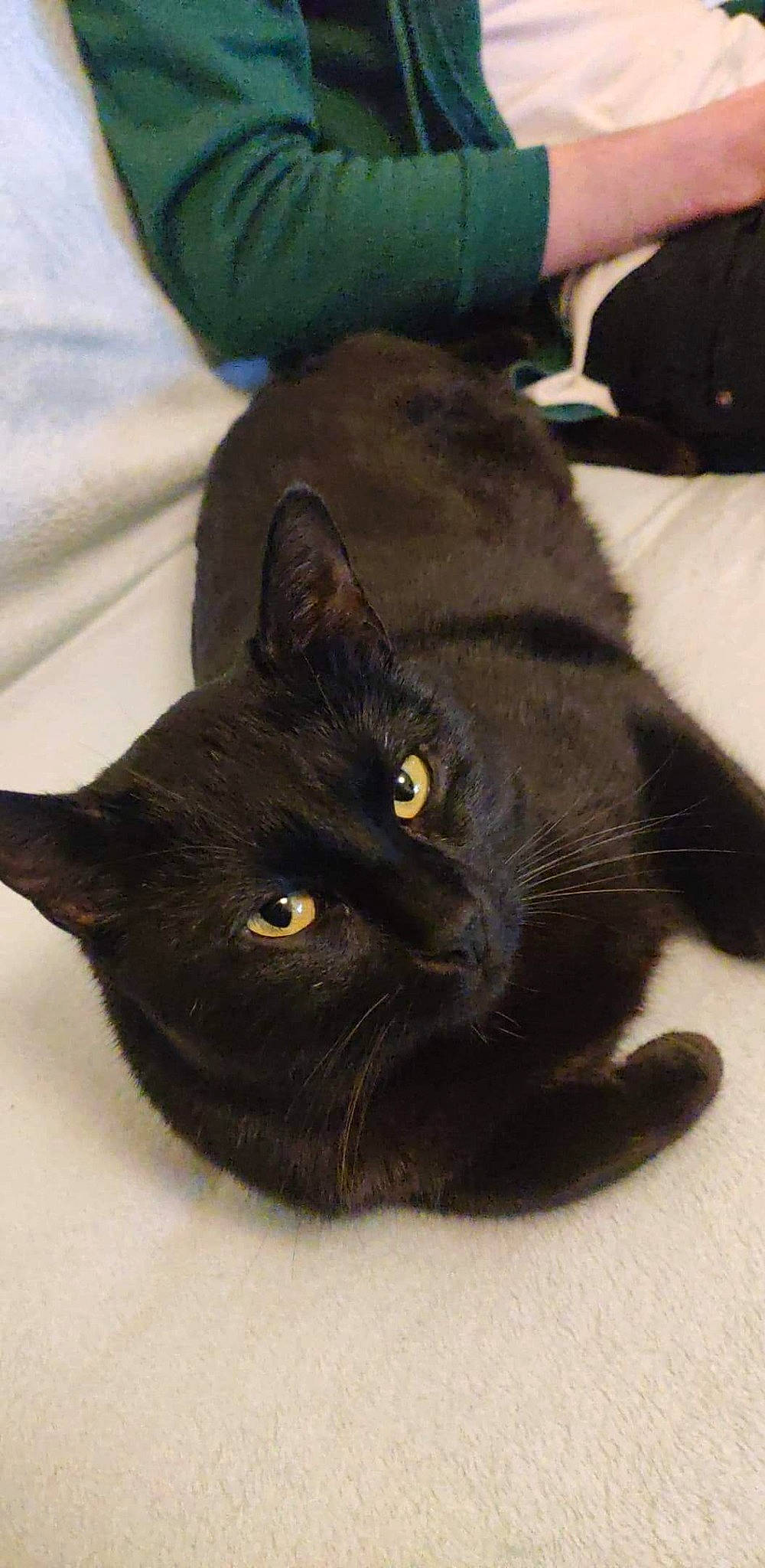 Crocmou participe au concours pour gagner de l'argent avec cette photo : black_cat, bombay, carnivore, cat, claw, comfort, domestic_short_haired_cat, felidae, fur, havana_brown, small_to_medium_sized_cats, snout, tail, terrestrial_animal, whiskers