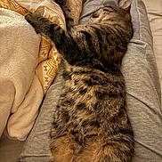 Maya a rejoint le concours — aidez-le/la à gagner de superbes lots ! cat, tabby_cat, pet, animal, sleeping, relaxed, lap, person, gray_clothing, blanket, patterned_blanket, soft_texture, indoor, cozy, feline, stretching, fur, paws, resting, home