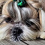 Jibus a rejoint le concours — aidez-le/la à gagner de superbes lots ! dog, close_up, fluffy, resting, bow, hair_accessory, wooden_floor, pet, animal, cute, fur, nose, whiskers, indoor, relaxed, sleepy, brown, white, black, portrait