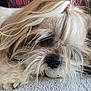 dog, fluffy, long_hair, resting, indoor, towel, close_up, pet, animal, cute, nap, fur, relaxed, small_dog, muzzle, face, whiskers, soft_texture, sleepy, companionship