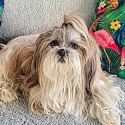 Jibus participe au concours pour gagner de l'argent avec cette photo : dog, fluffy, long_hair, topknot, blanket, pillow, flamingo, pineapple, tropical, indoor, pet, cute, relaxed, animal, fur, comfortable, cozy, home, colorful, laying_down
