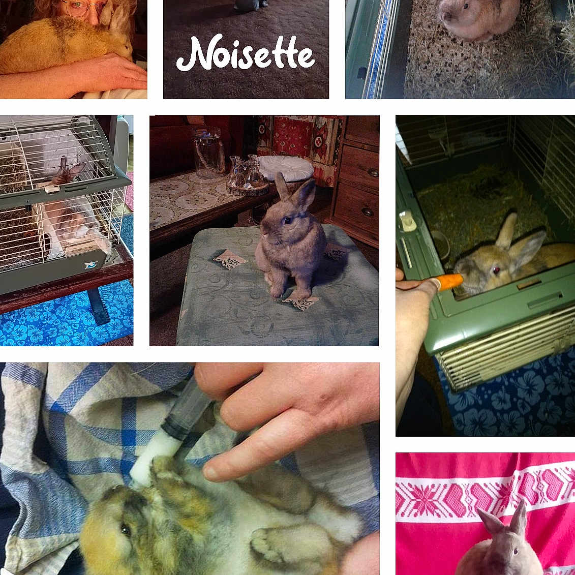 Noisette