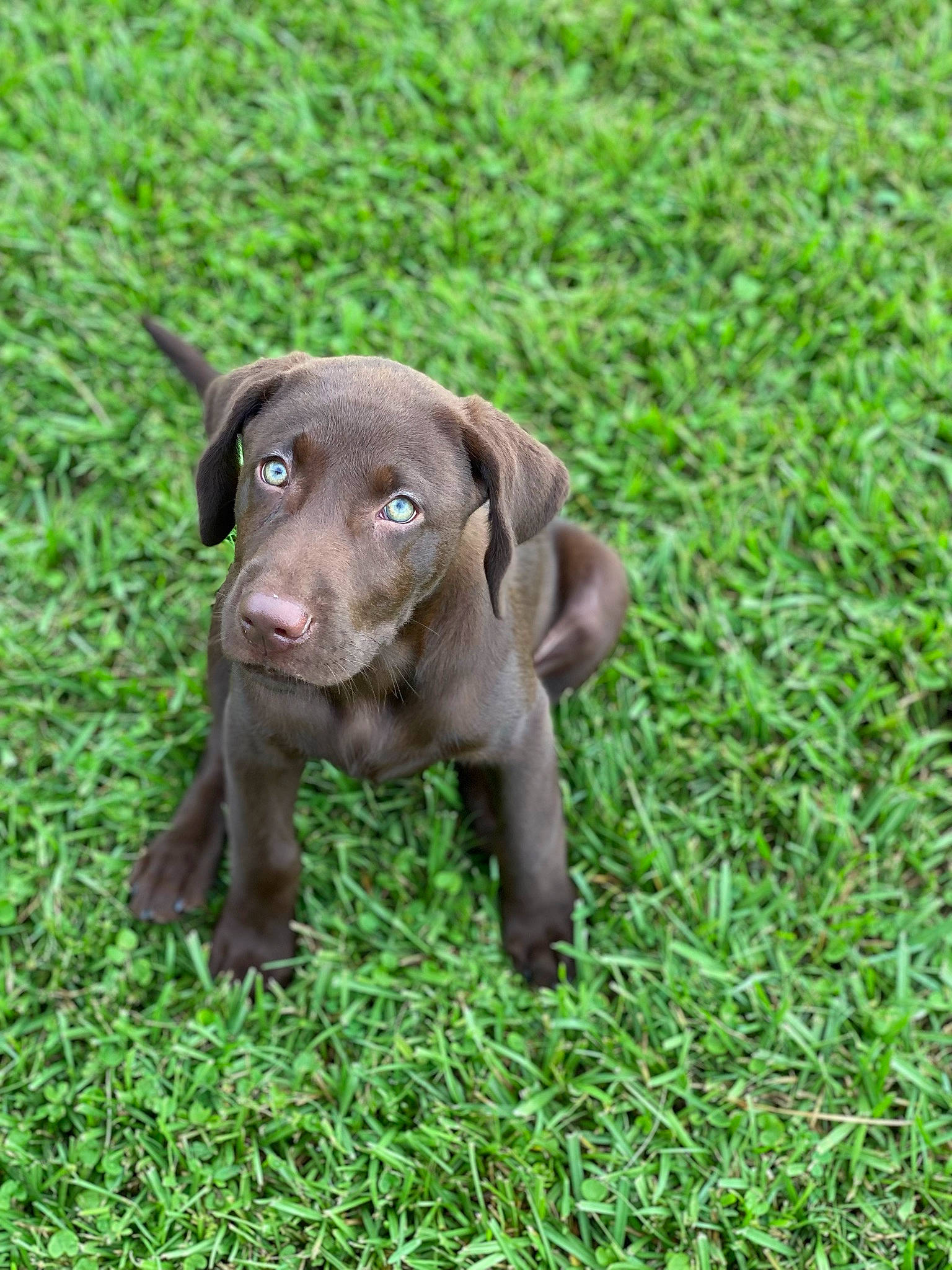 Beau joined the competition — help win amazing prizes! borador, canidae, carnivore, companion_dog, dog, dog_breed, fur, grass, grassland, groundcover, gun_dog, hunting_dog, liver, plant, sporting_group, terrestrial_animal, whiskers, working_animal
