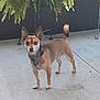 dog, small_dog, ears, alert, standing, concrete_floor, plants, fern, greenery, metal_stand, outdoor, pet, animal, curious, brown_fur, tail_up, daylight, nature, background, looking
