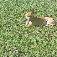 Joe joined the competition — help win amazing prizes! animal, canine, daytime, dog, domestic_animal, ears, fur, grass, greenery, lying_down, mammal, nature, outdoor, peaceful, pet, relaxed, resting, summer, sunlight, sunny