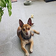 Joe joined the competition — help win amazing prizes! dog, small_dog, pet, animal, ears, floor, concrete, toy, bone_toy, collar, looking, sitting, relaxed, indoor, plant, green_leaves, paw, nails, brown_dog, cute