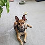 dog, small_dog, pet, animal, ears, floor, concrete, toy, bone_toy, collar, looking, sitting, relaxed, indoor, plant, green_leaves, paw, nails, brown_dog, cute