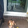 brick, brown_dog, chair, concrete, dog, doormat, glass_door, outdoor, patio, person, pet, plant, reflection, relaxing, shadow, small_dog, sunlight, toy, window, yellow_toy