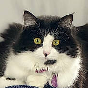 Soia a rejoint le concours — aidez-le/la à gagner de superbes lots ! abyssinian, angora, animal, blackcat, bodypart, cat, kitten, manx, mouth, person, pet, sleeping, snout