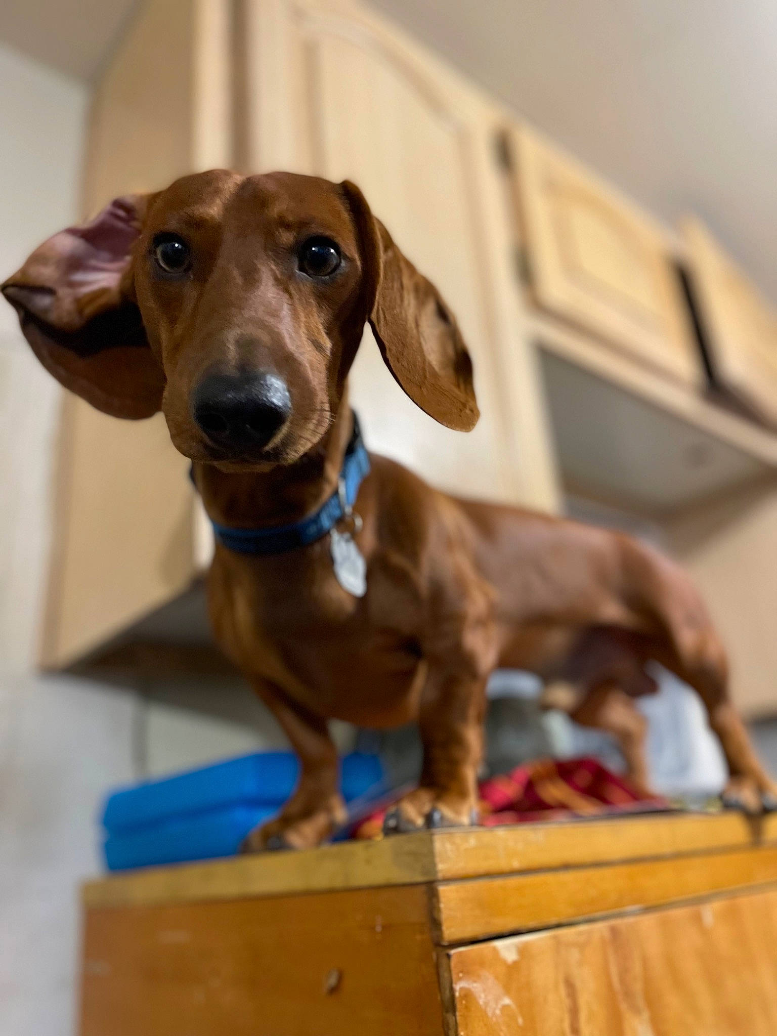 Chowder is registered to the contest to win money with this photo: brown, canidae, carnivore, companion_dog, dog, dog_breed, ear, eye, fawn, hardwood, liver, metal, pet_supply, snout, sporting_group, toy, whiskers, wood, wood_stain, working_animal