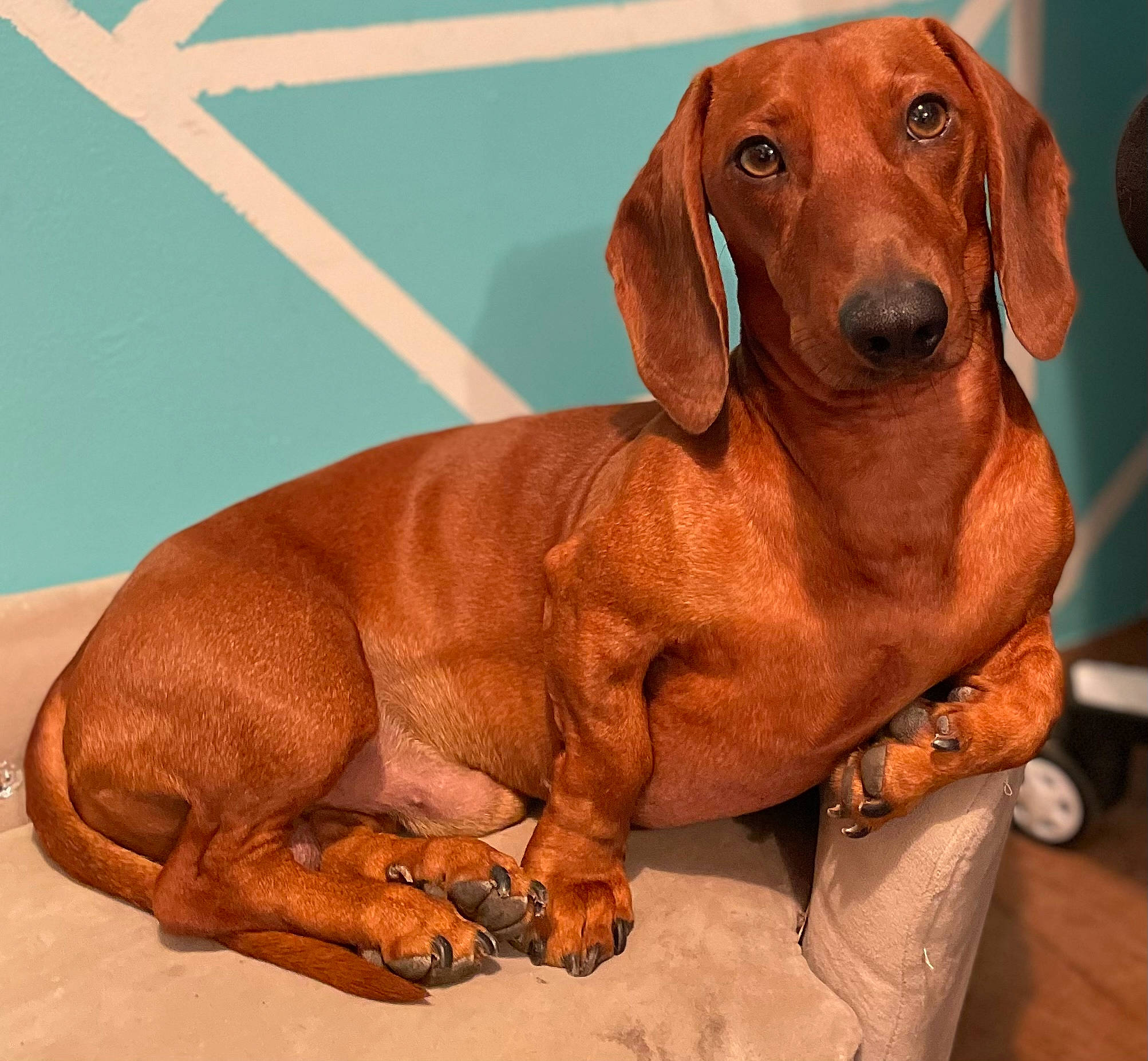 Chowder is registered to the contest to win money with this photo: canidae, carnivore, collar, comfort, companion_dog, dog, dog_breed, dog_collar, dog_supply, fawn, hound, liver, mechanical_fan, pet_supply, snout, sporting_group, tail, terrestrial_animal, wood, working_animal