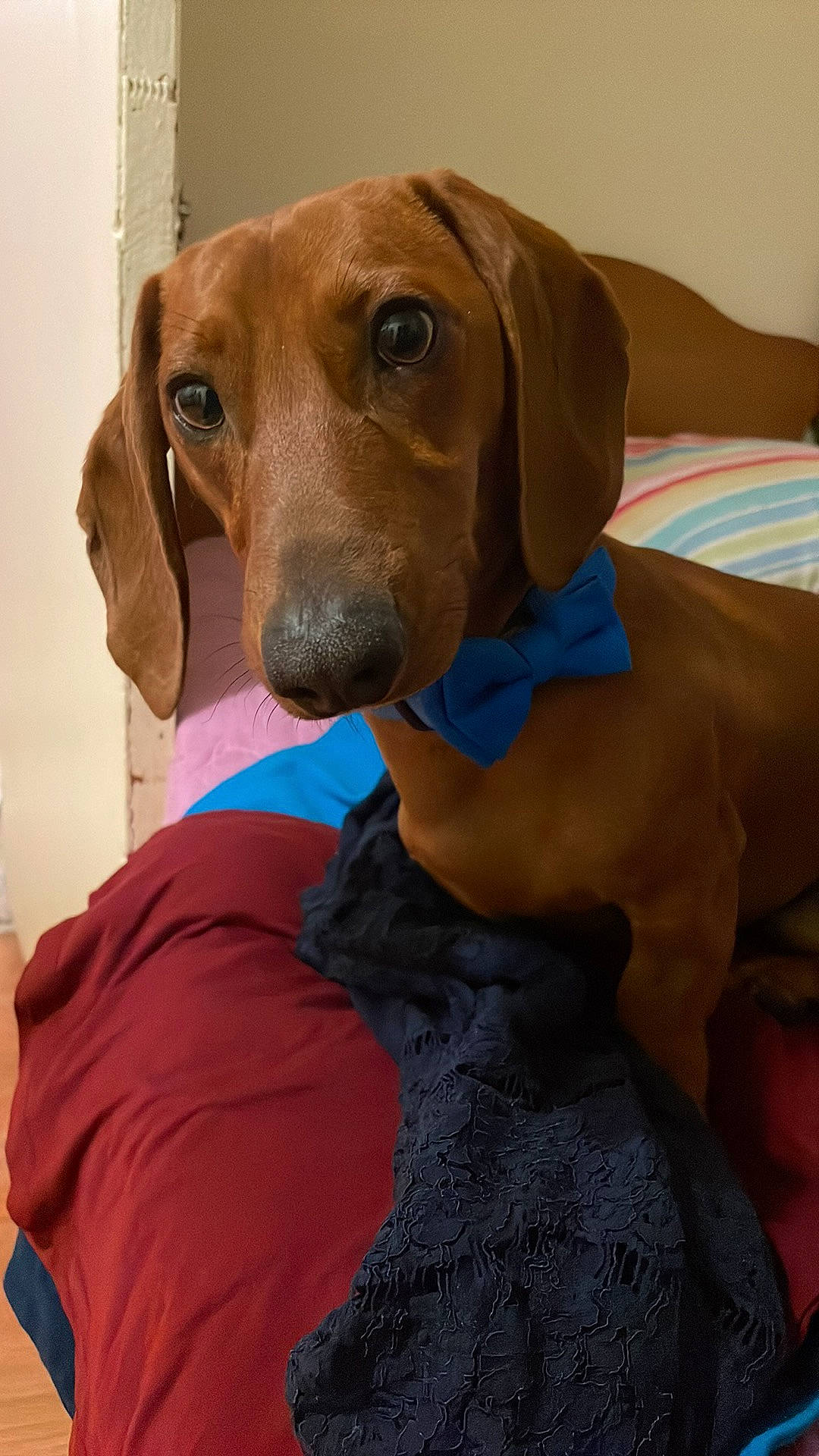 Chowder is registered to the contest to win money with this photo: canidae, carnivore, collar, companion_dog, dog, dog_breed, dog_collar, dog_supply, fawn, gun_dog, hat, hound, liver, pet_supply, pointing_breed, smile, snout, sporting_group, whiskers, working_animal