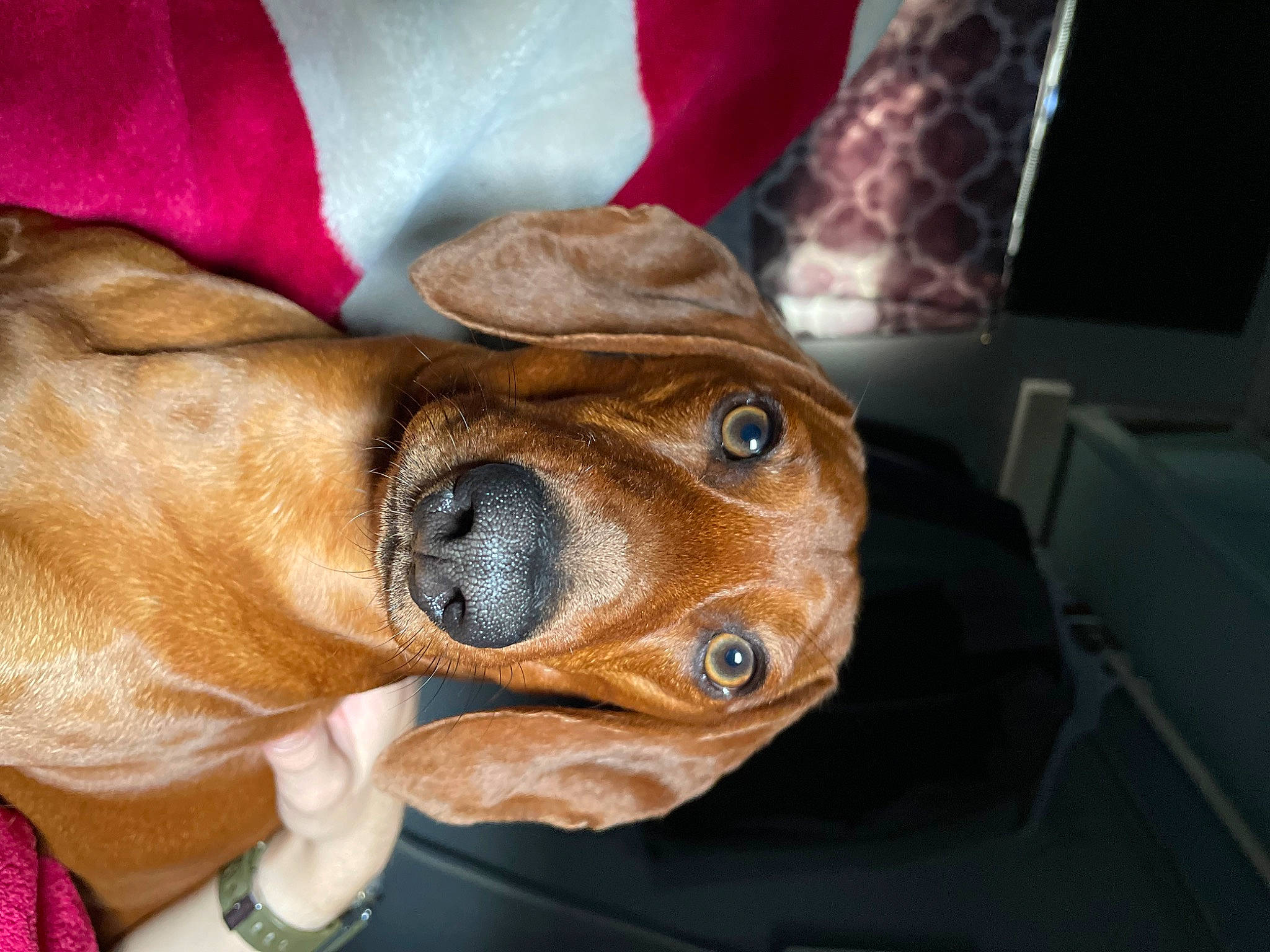 Chowder joined the competition — help win amazing prizes! canidae, carnivore, comfort, companion_dog, dog, dog_breed, dog_collar, ear, fawn, fur, hat, liver, paw, selfie, snout, sporting_group, toy_dog, whiskers, working_animal, wrinkle