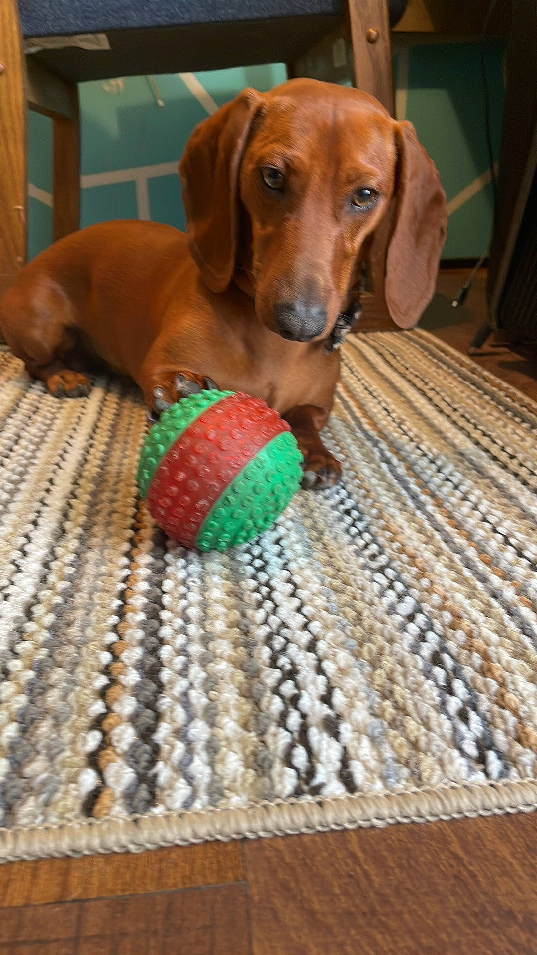 Chowder is registered to the contest to win money with this photo: canidae, carnivore, collar, companion_dog, dog, dog_breed, dog_collar, dog_supply, fawn, flooring, hardwood, hound, liver, pattern, pet_supply, snout, sporting_group, wood, working_animal, woven_fabric