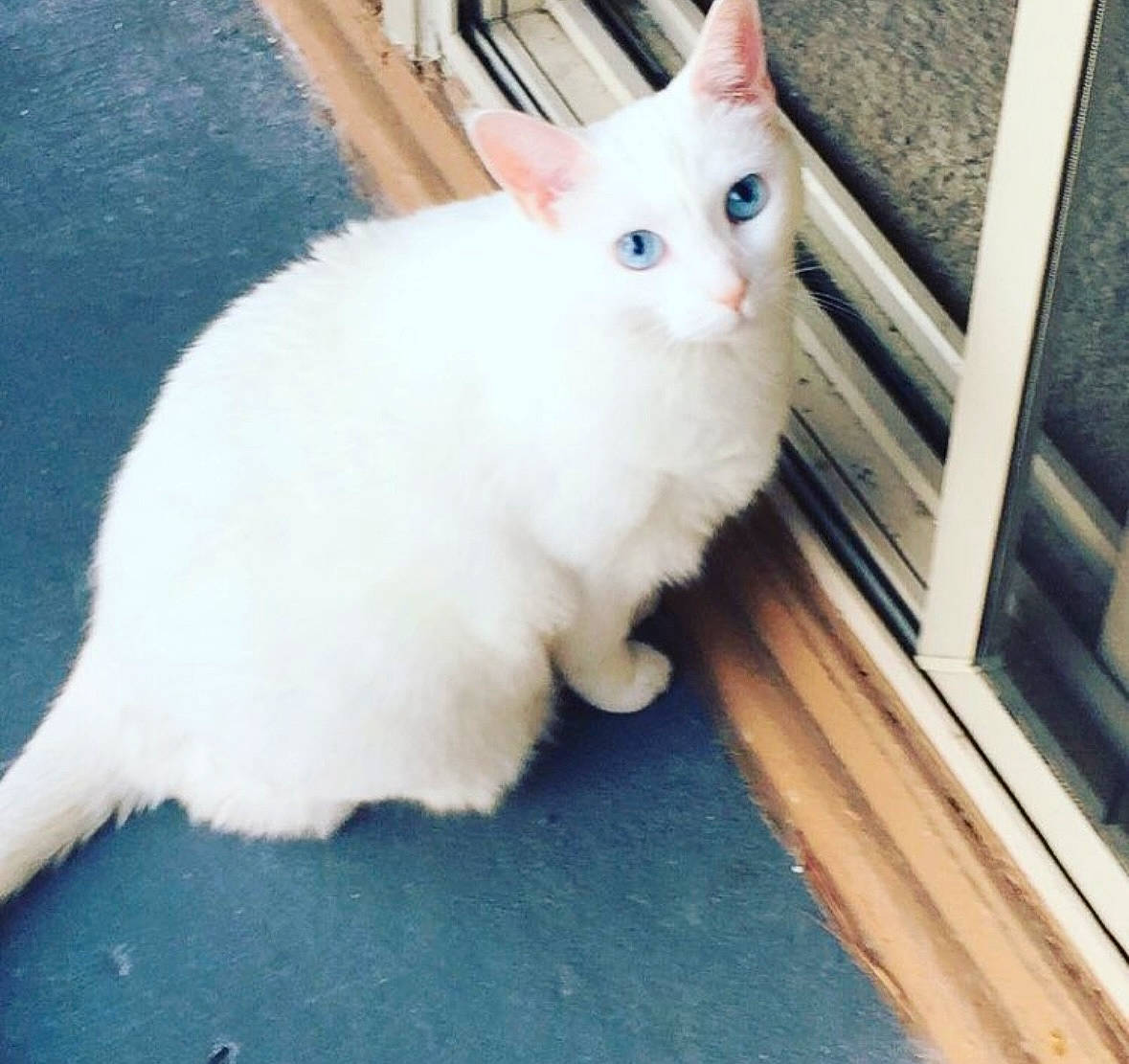 Dolce joined the competition — help win amazing prizes! carnivore, cat, claw, domestic_short_haired_cat, eye, felidae, flooring, fur, paw, small_to_medium_sized_cats, snout, tail, terrestrial_animal, whiskers, window