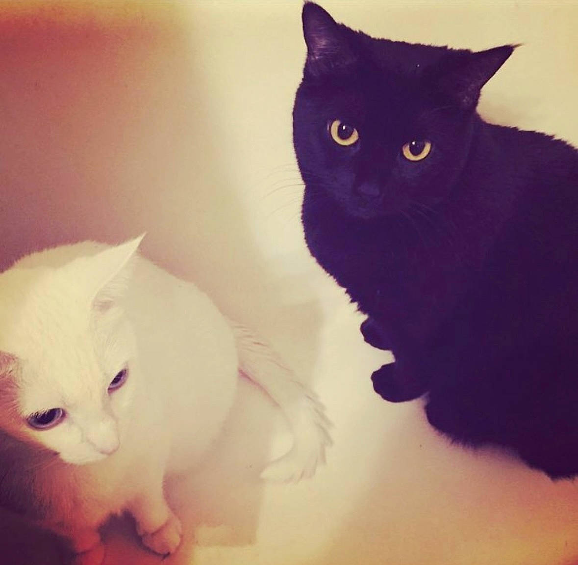 Dolce joined the competition — help win amazing prizes! black_cat, carnivore, cat, comfort, domestic_short_haired_cat, ear, felidae, fur, happy, iris, mammal, paw, small_to_medium_sized_cats, snout, tail, vertebrate, whiskers, white, window