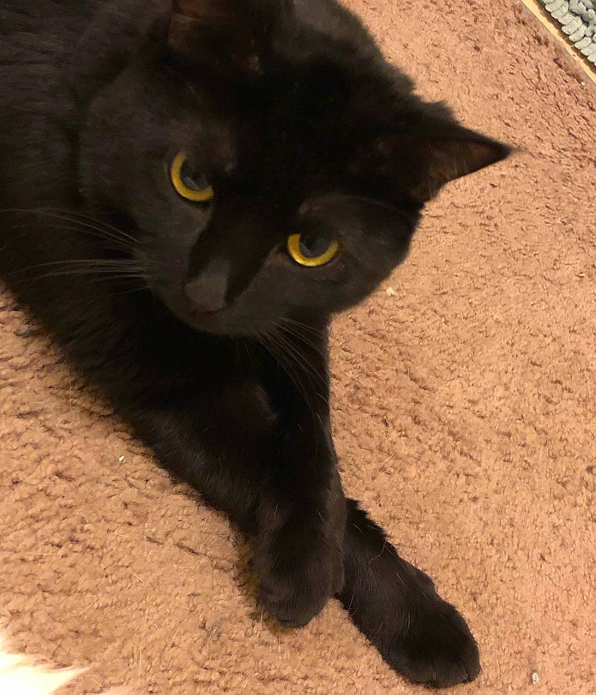 Gabbana is registered to the contest to win money with this photo: black_cat, carnivore, cat, domestic_short_haired_cat, eye, felidae, fur, shadow, small_to_medium_sized_cats, snout, tail, terrestrial_animal, tints_and_shades, whiskers