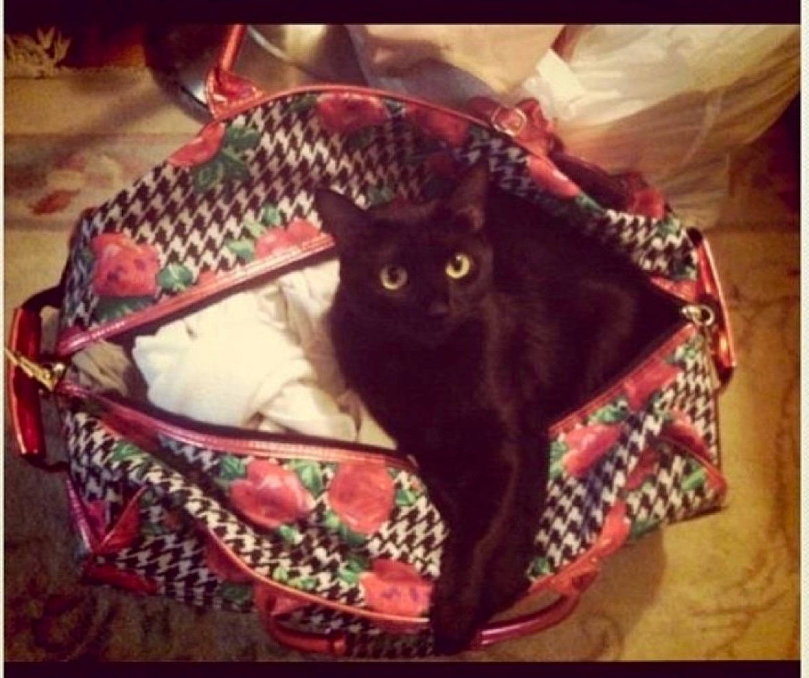 Gabbana is registered to the contest to win money with this photo: beauty, black, black_cat, carnivore, cat, cat_supply, comfort, domestic_short_haired_cat, felidae, fur, linens, magenta, pattern, plant, rectangle, small_to_medium_sized_cats, tail, textile, tints_and_shades, whiskers