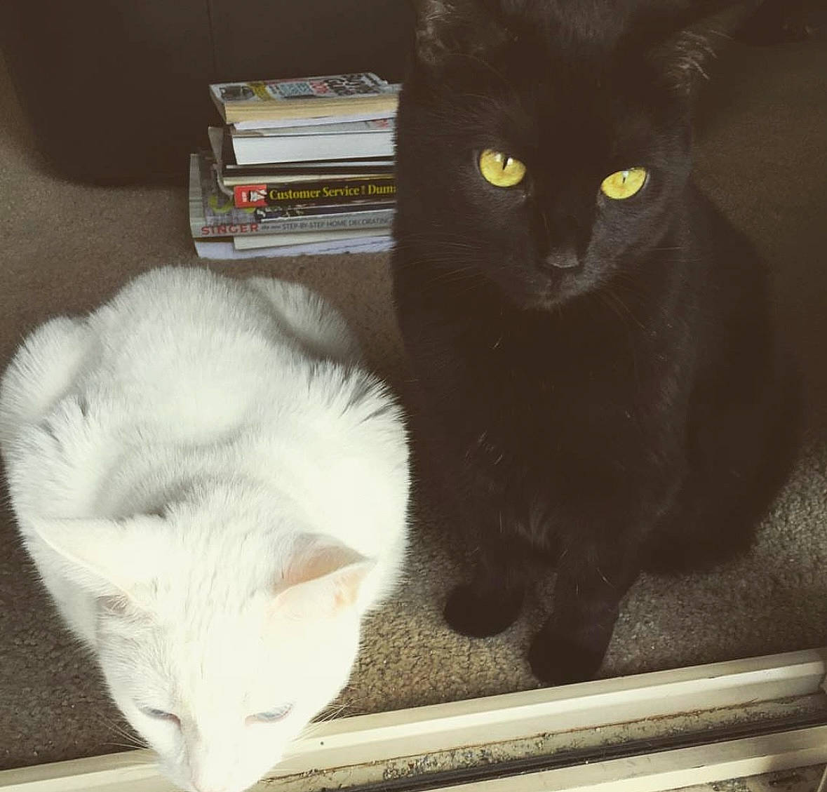 Gabbana joined the competition — help win amazing prizes! black_cat, carnivore, cat, claw, comfort, domestic_short_haired_cat, felidae, flooring, fur, mammal, paw, publication, small_to_medium_sized_cats, snout, tail, vertebrate, whiskers, window