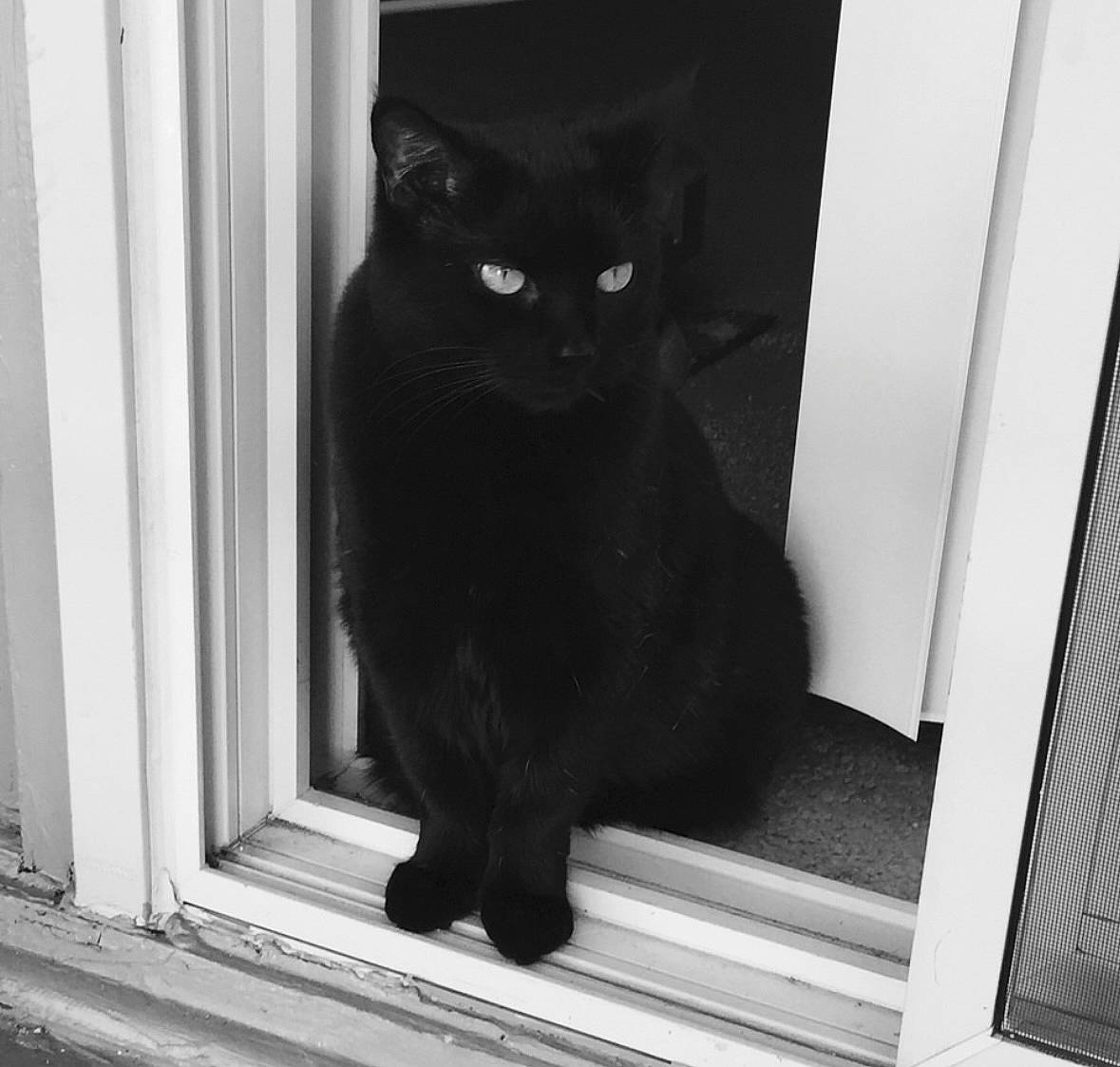 Gabbana is registered to the contest to win money with this photo: black_cat, bombay, carnivore, cat, domestic_short_haired_cat, door, felidae, fixture, fur, grey, monochrome, monochrome_photography, small_to_medium_sized_cats, snout, stairs, tail, terrestrial_animal, tints_and_shades, whiskers, window