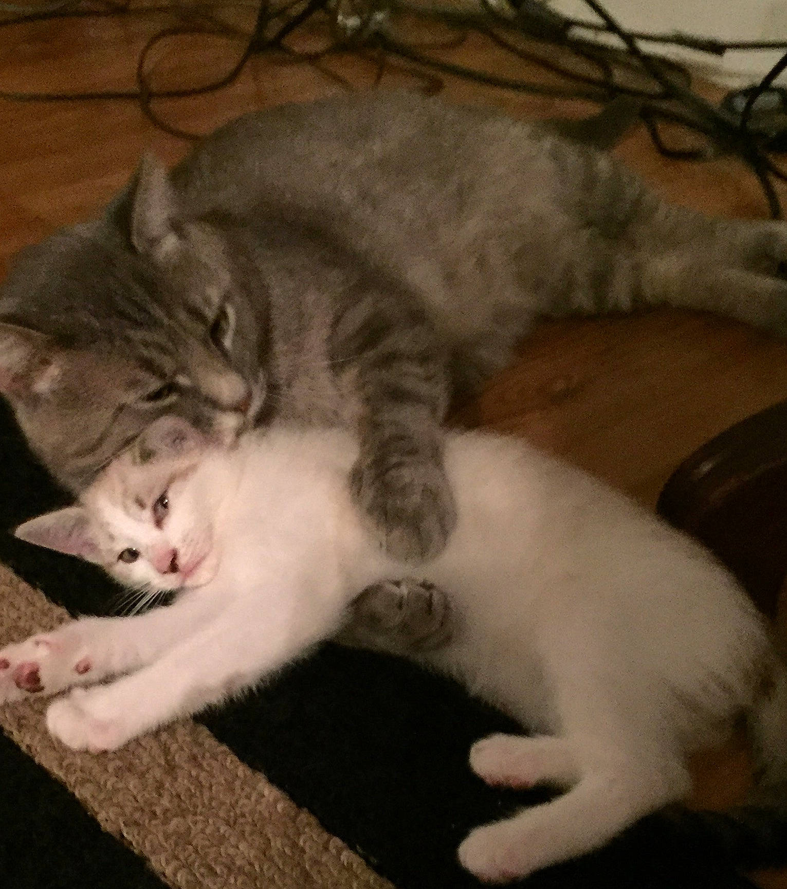 Gigi joined the competition — help win amazing prizes! aegean_cat, american_curl, american_wirehair, asian, carnivore, cat, domestic_short_haired_cat, european_shorthair, felidae, fur, kitten, mammal, nap, norwegian_forest_cat, paw, polydactyl_cat, small_to_medium_sized_cats, tail, whiskers