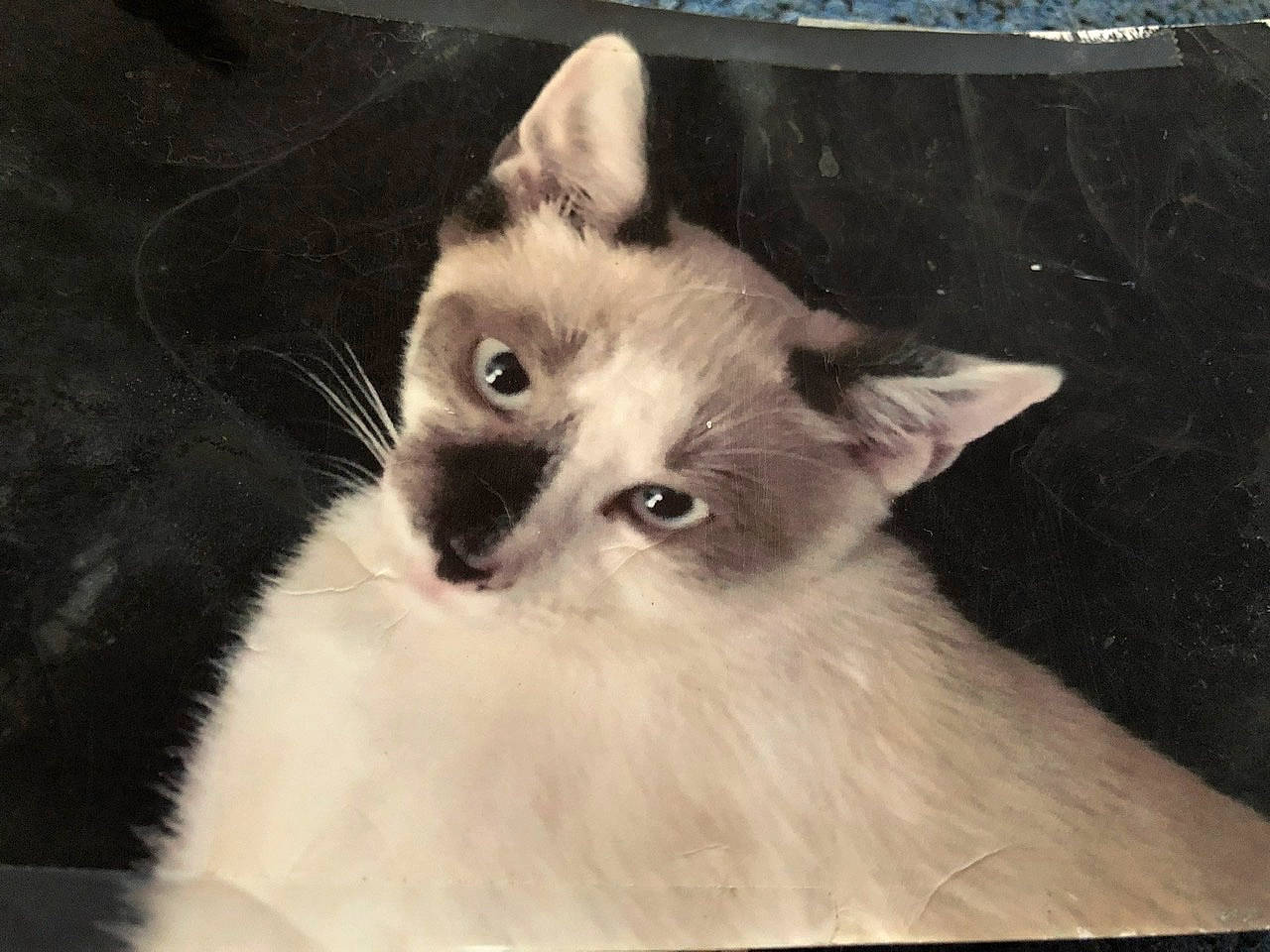 Gigi is registered to the contest to win money with this photo: balinese, birman, carnivore, cat, colorpoint_shorthair, domestic_long_haired_cat, eye, felidae, head, iris, javanese, mammal, ragdoll, siamese, small_to_medium_sized_cats, snowshoe, thai, tonkinese, vertebrate, whiskers