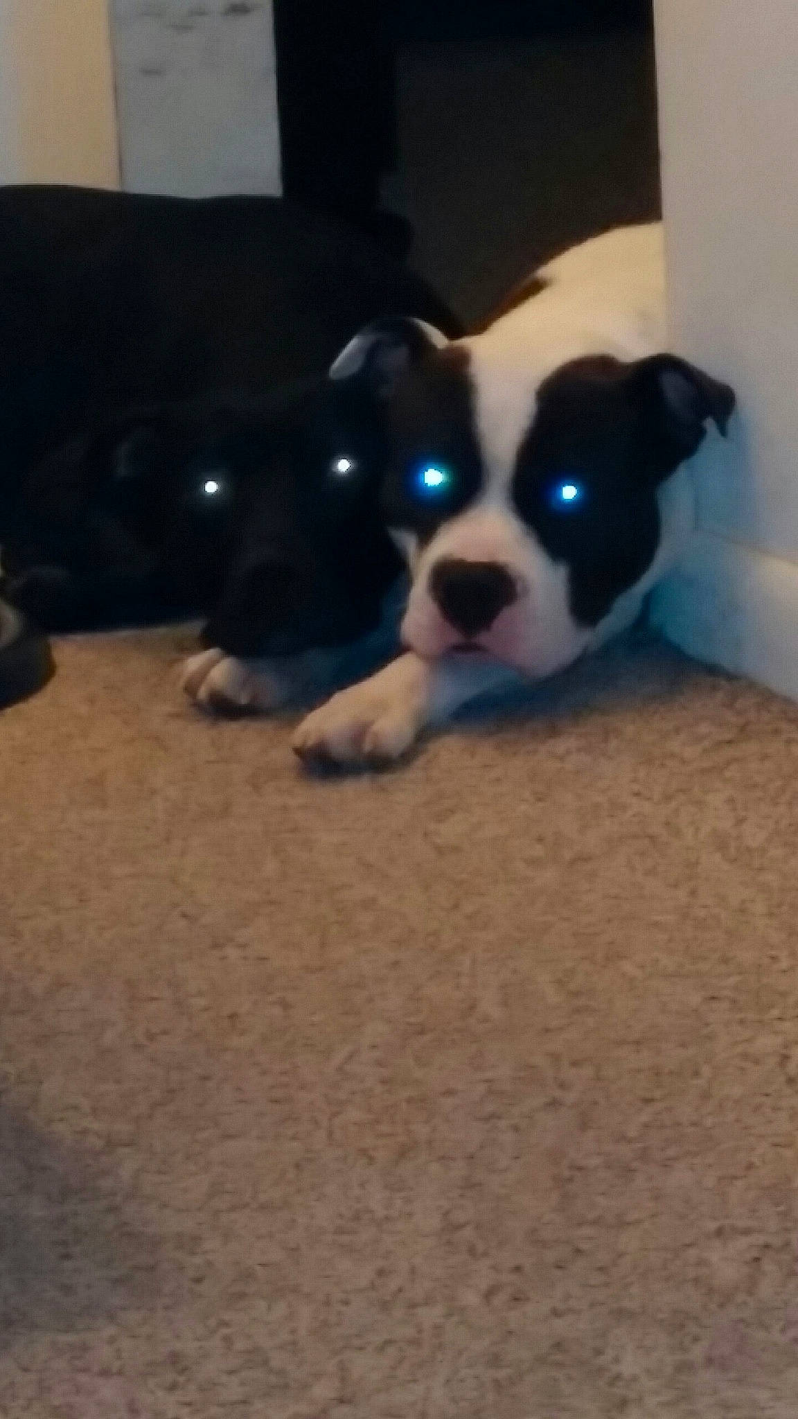 Verdi is registered to the contest to win money with this photo: boston_terrier, canidae, carnivore, companion_dog, dog, dog_breed, fawn, mammal, non_sporting_group, nose, puppy, snout, valley_bulldog, vertebrate