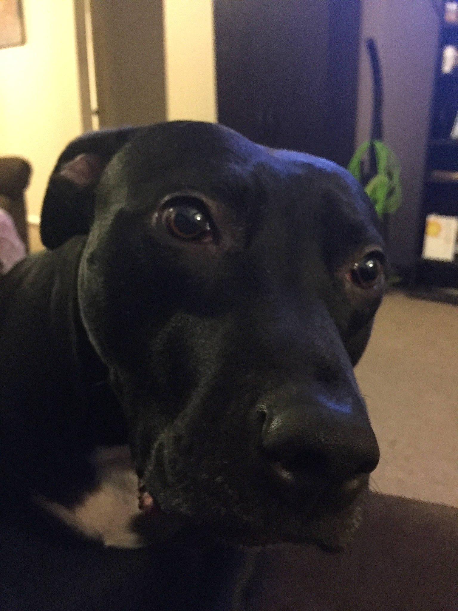 Verdi is registered to the contest to win money with this photo: beagador, borador, canidae, carnivore, dog, dog_breed, ear, eye, labrador_retriever, mammal, nose, patterdale_terrier, rare_breed_dog, snout, sporting_group, vertebrate, whiskers