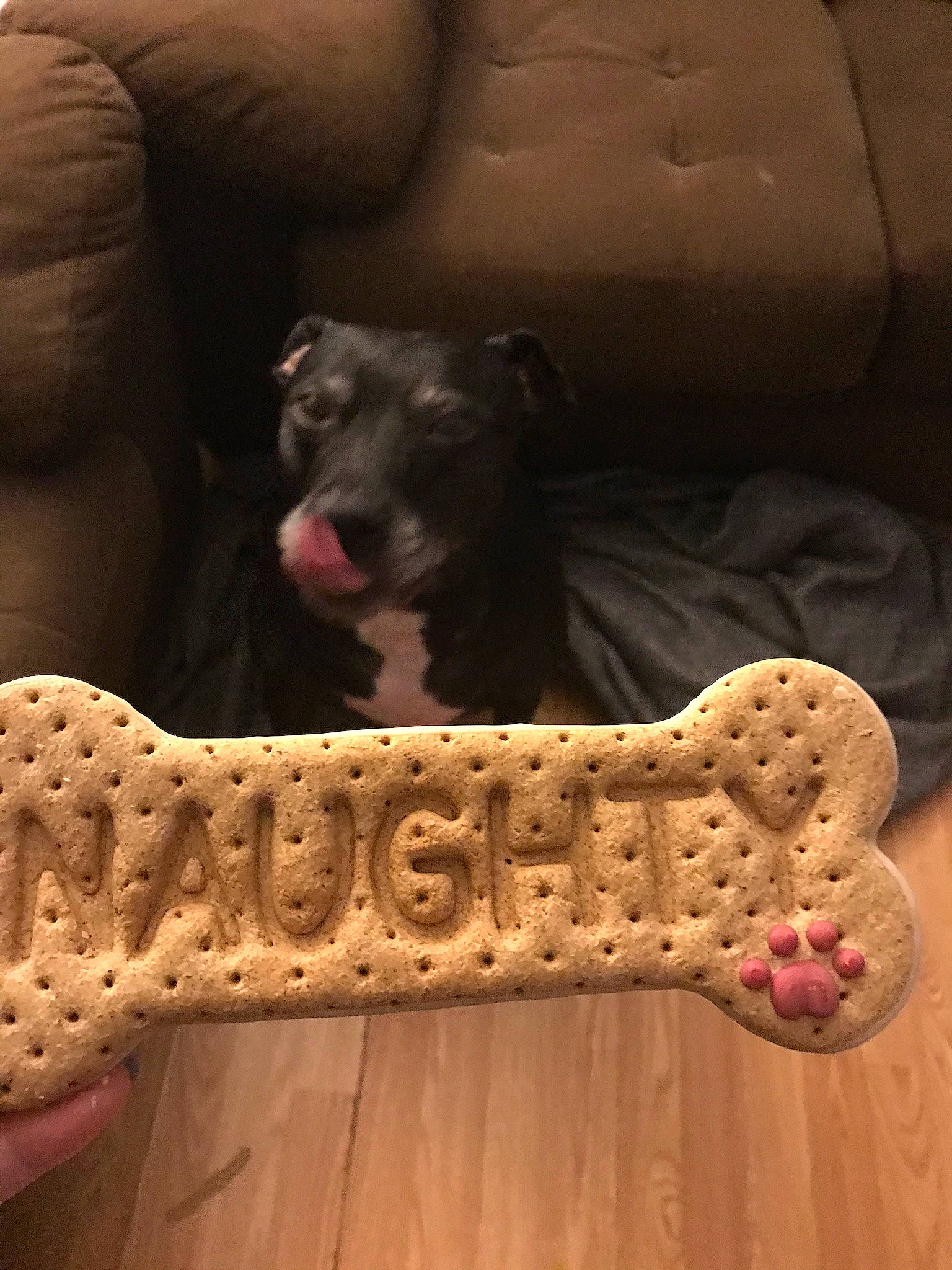 Verdi is registered to the contest to win money with this photo: canidae, carnivore, dog, dog_breed, dog_toy, fawn, non_sporting_group, puppy, sporting_group