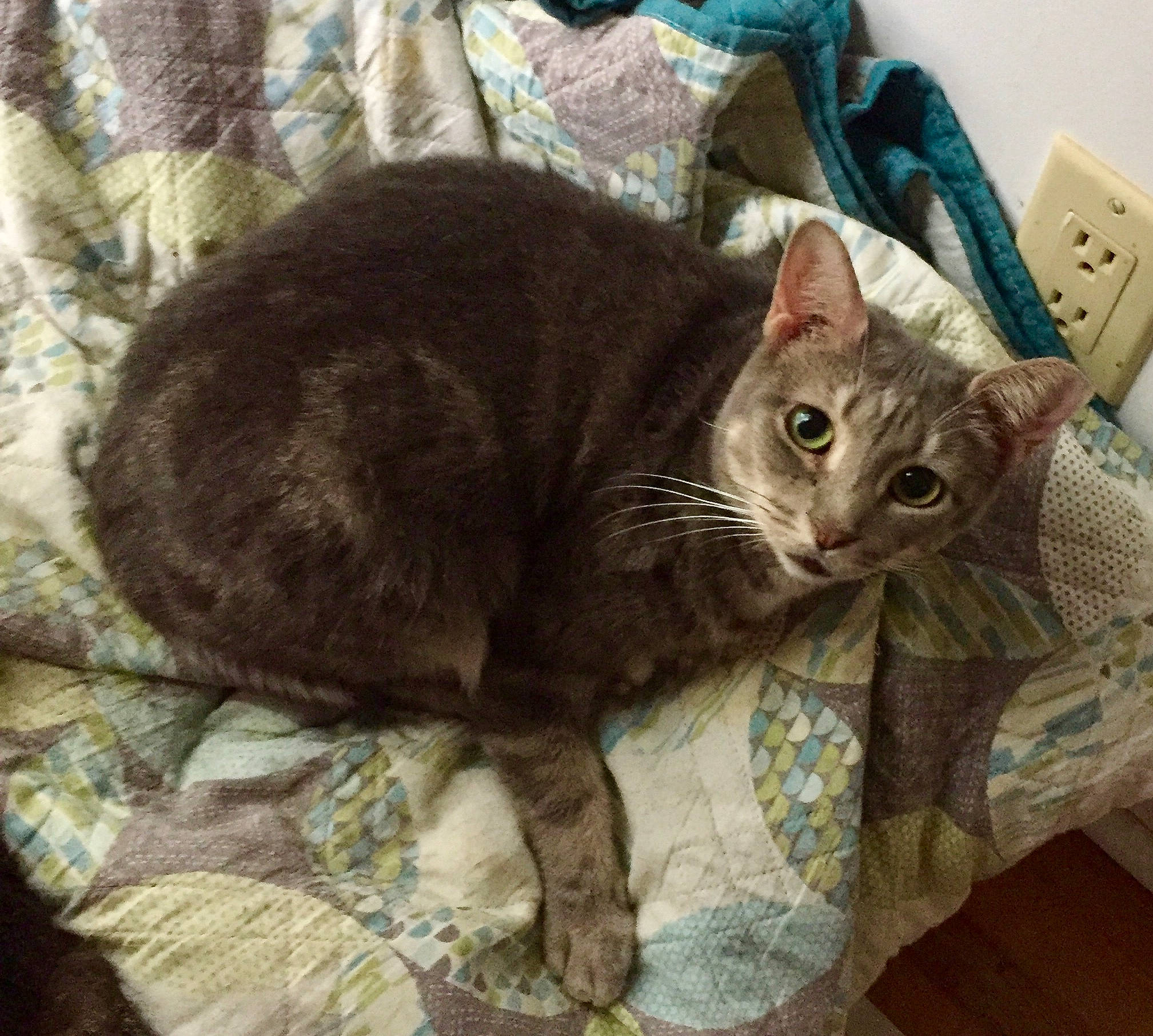 Dusty Rose joined the competition — help win amazing prizes! asian, australian_mist, carnivore, cat, domestic_short_haired_cat, european_shorthair, fawn, felidae, fur, german_rex, kitten, korat, mammal, quilt, russian_blue, small_to_medium_sized_cats, tail, whiskers