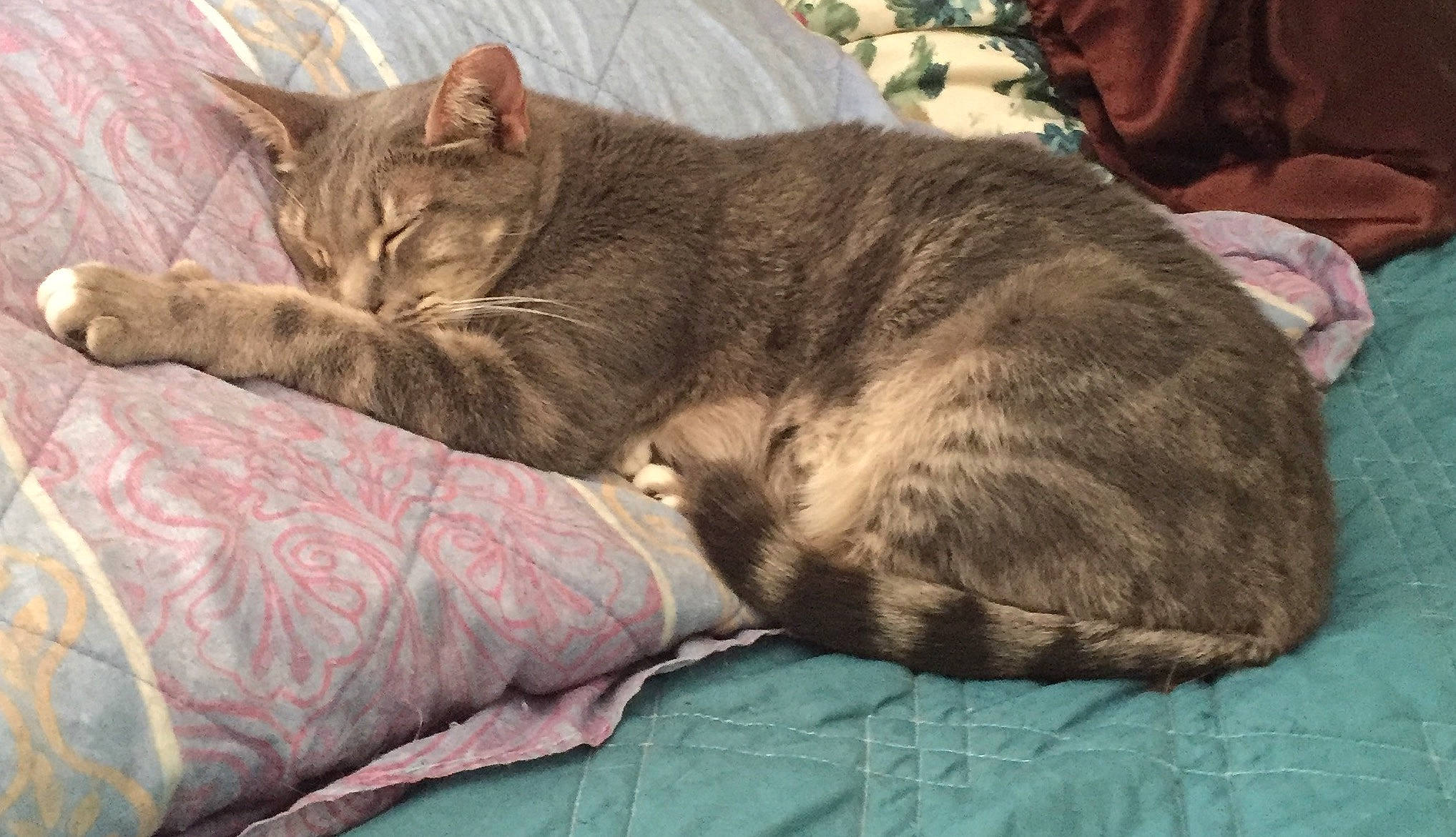 Dusty Rose is registered to the contest to win money with this photo: asian, australian_mist, carnivore, cat, domestic_short_haired_cat, dragon_li, european_shorthair, felidae, fur, kitten, nap, pixie_bob, sleep, small_to_medium_sized_cats, tabby_cat, whiskers