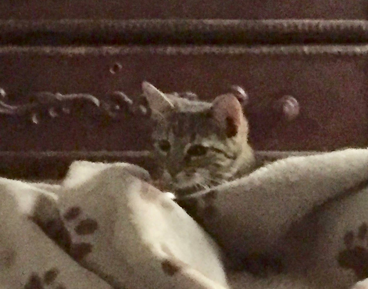 Dusty Rose joined the competition — help win amazing prizes! aegean_cat, asian, black_and_white, burmilla, carnivore, cat, domestic_short_haired_cat, dragon_li, european_shorthair, felidae, kitten, mammal, monochrome, paw, photography, singapura, small_to_medium_sized_cats, snout, tabby_cat, whiskers