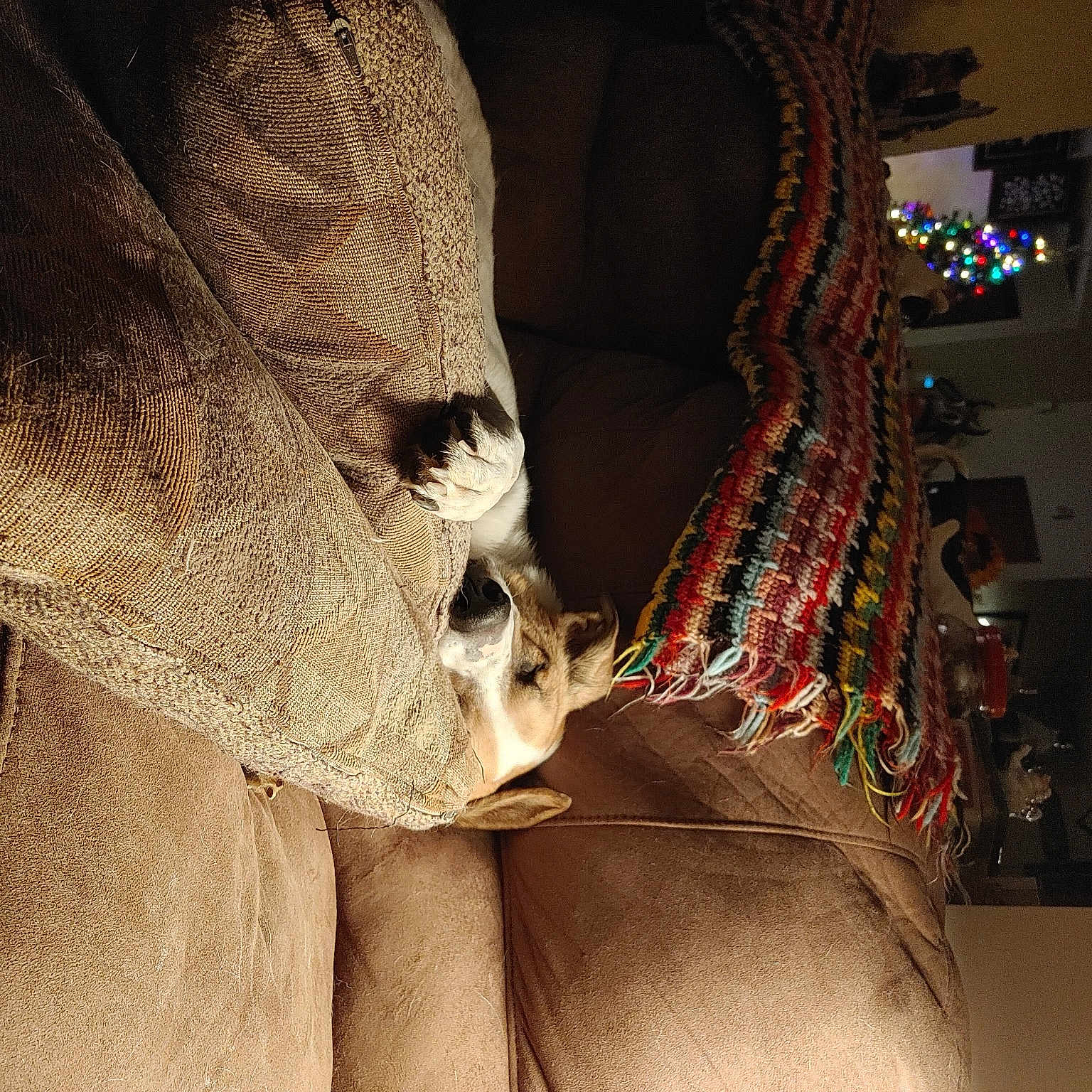 Carbon is registered to the contest to win money with this photo: art, bone, carnivore, companion_dog, darkness, eyewear, fawn, felidae, fictional_character, fur, sculpture, skeleton, skull, small_to_medium_sized_cats, snout, sunglasses, visual_arts, whiskers, wood, wrinkle