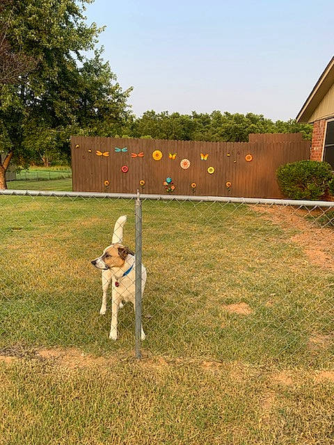 Carbon joined the competition — help win amazing prizes! canidae, carnivore, companion_dog, dog, dog_breed, fawn, grass, grass_family, grassland, land_lot, landscape, lawn, leisure, pasture, plant, sky, sporting_group, tail, tree, working_animal