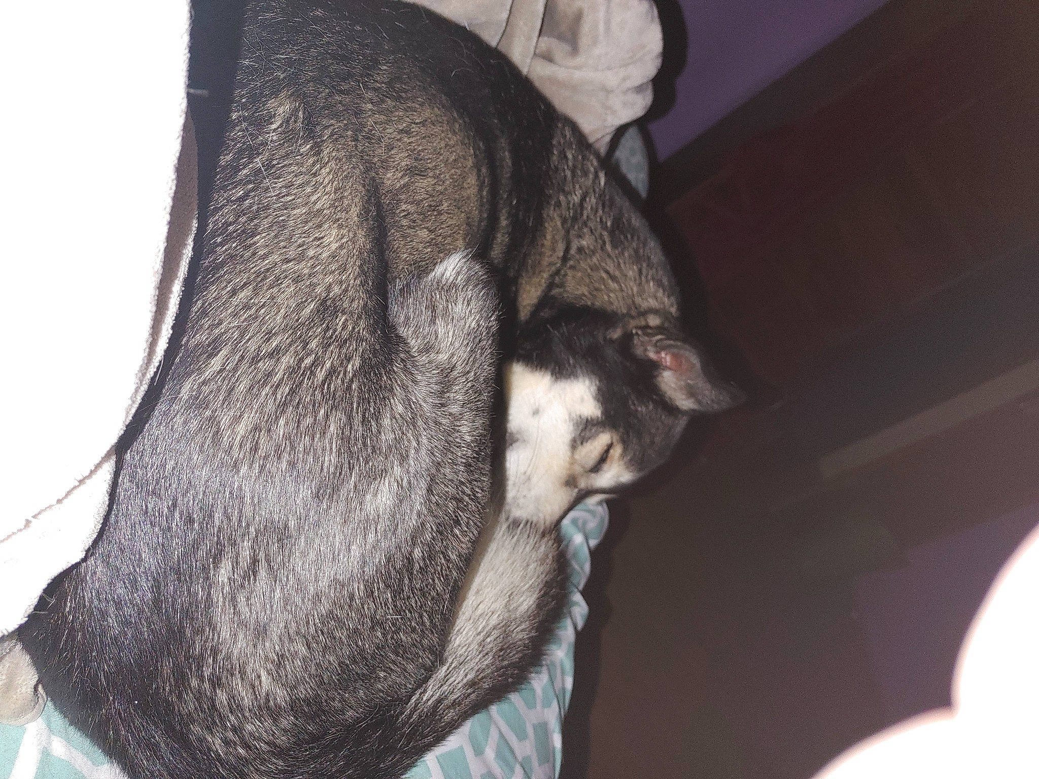 Maxwell is registered to the contest to win money with this photo: audio_equipment, beard, canidae, cat, comfort, dog_breed, ear, elbow, facial_hair, fawn, felidae, fur, gesture, jaw, neck, small_to_medium_sized_cats, snout, sporting_group, whiskers, working_animal