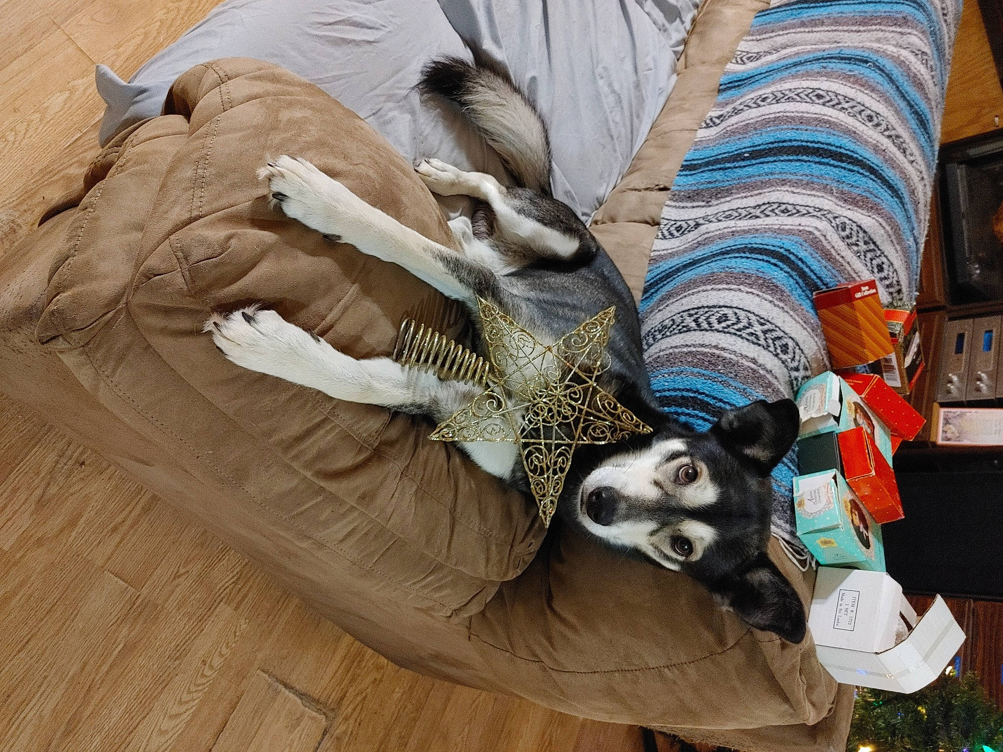 Maxwell is registered to the contest to win money with this photo: art, beak, bird, comfort, denim, fashion_accessory, feather, flooring, fur, hardwood, human_leg, pattern, sculpture, statue, visual_arts, wing, wood, wood_flooring, wood_stain, working_animal