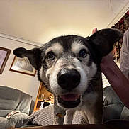 Maxwell joined the competition — help win amazing prizes! blanket, close_up, collar, couch, cozy, dog, ears, furniture, home, husky_mix, indoor, living_room, nose, owner_arm, pet, picture_frame, portrait, recliner, smiling, tongue