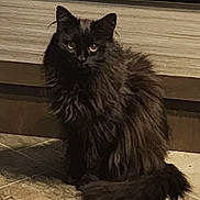 Mama is registered to the contest to win money with this photo: black_cat, cat, domestic_animal, ears, floor, fur, furniture, indoor, long_hair, media_console, pet, portrait, sitting, stare, tail, tile, tv, vent, whiskers, yellow_eyes