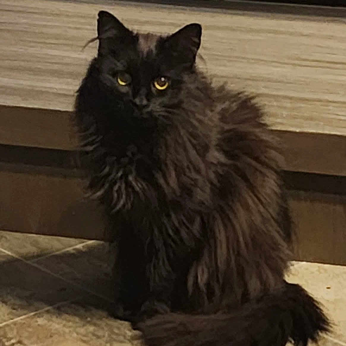 Mama is registered to the contest to win money with this photo: black_cat, cat, domestic_animal, ears, floor, fur, furniture, indoor, long_hair, media_console, pet, portrait, sitting, stare, tail, tile, tv, vent, whiskers, yellow_eyes