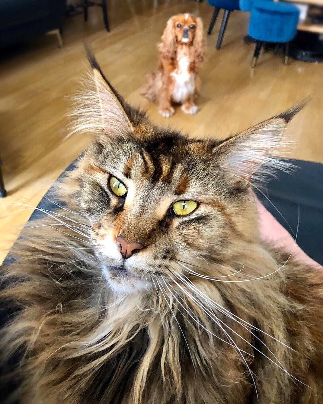 Mamba participe au concours pour gagner de l'argent avec cette photo : american_bobtail, american_curl, asian_semi_longhair, carnivore, cat, domestic_long_haired_cat, felidae, fur, maine_coon, mammal, norwegian_forest_cat, pixie_bob, ragamuffin, siberian, small_to_medium_sized_cats, somali, tabby_cat, vertebrate, whiskers