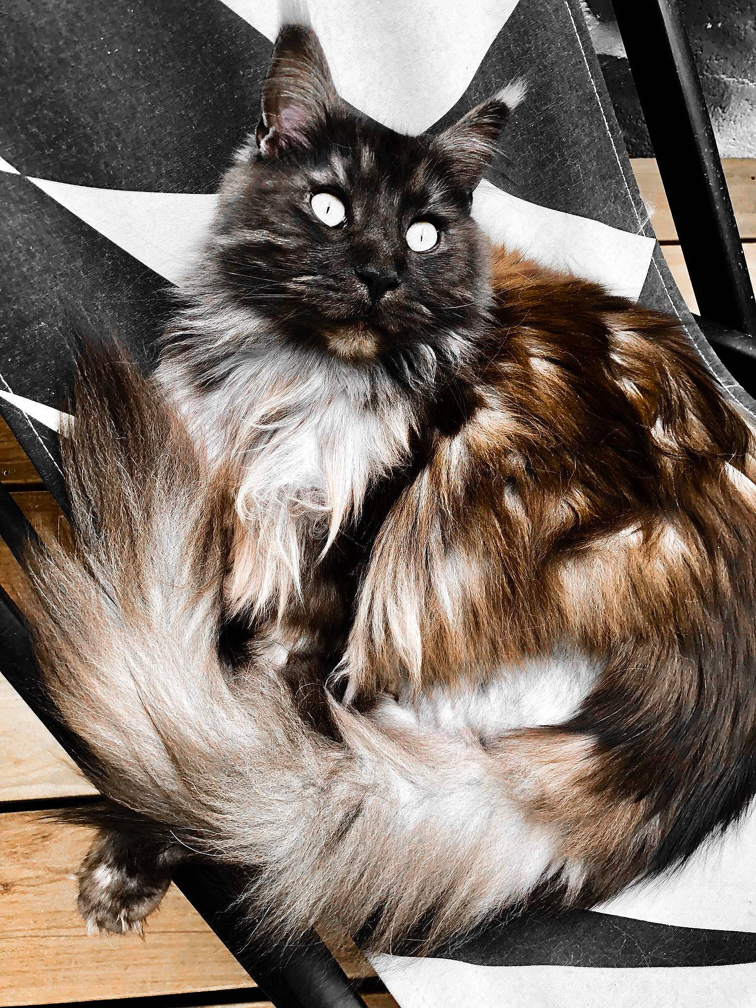 Mélie participe au concours pour gagner de l'argent avec cette photo : asian_semi_longhair, black_and_white, carnivore, cat, domestic_long_haired_cat, fawn, felidae, fur, kitten, maine_coon, mammal, norwegian_forest_cat, small_to_medium_sized_cats, tail, whiskers