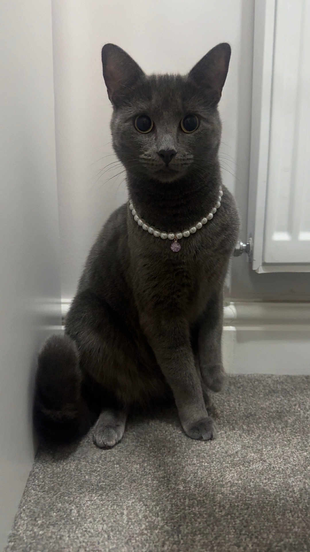 Blu joined the competition — help win amazing prizes! cat, gray_cat, pearl_necklace, jewelry, carpet, indoor, pet, feline, sitting, portrait, cute, animal, whiskers, ears, tail, looking, domestic_cat, floor, home, adorable